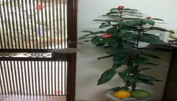 Cho thuê Mặt ngõ kinh doanh Phố Hai Bà Trưng (gần Hàng Bài) Nhà hàng ăn, Cà phê, Spa